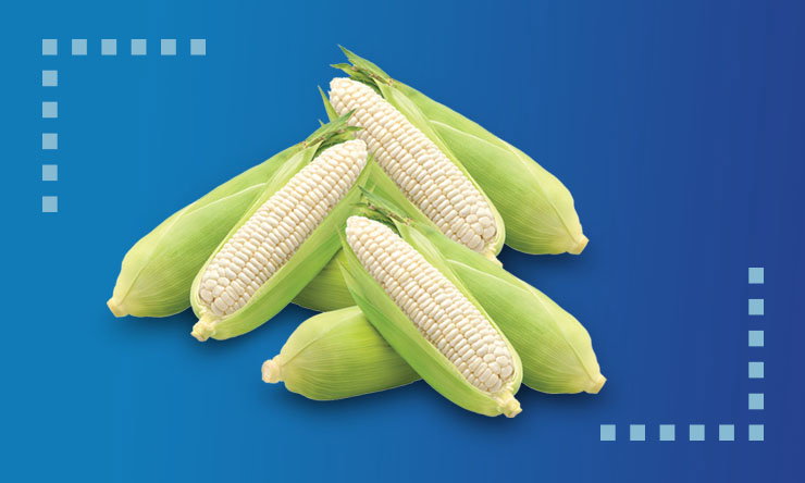 Pile of fresh corn cobs with green husks partially peeled back to reveal pale yellow kernels, arranged on a blue gradient background with subtle dotted accents in the corners, bright and clean. style!